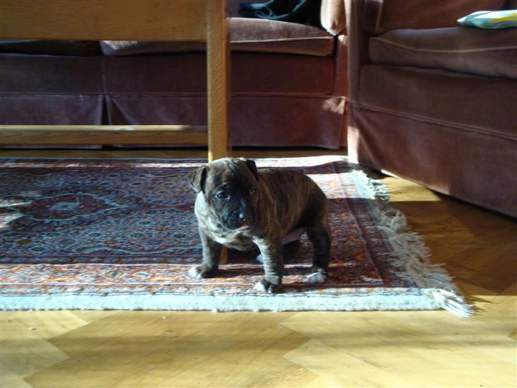 Blanding af racer Marley (RIP 26.07.2016) billede 19