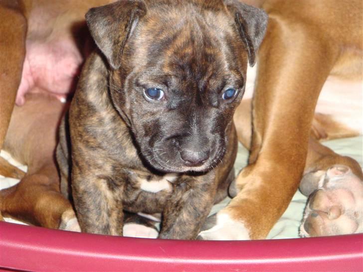 Blanding af racer Marley (RIP 26.07.2016) billede 20