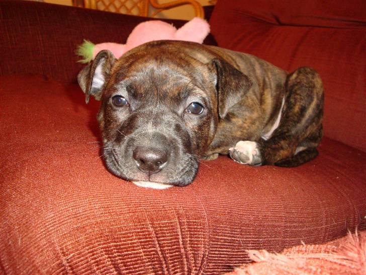 Blanding af racer Marley (RIP 26.07.2016) billede 21