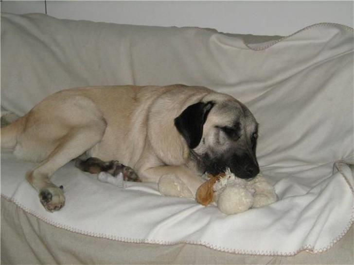 Kangal Tyson billede 4