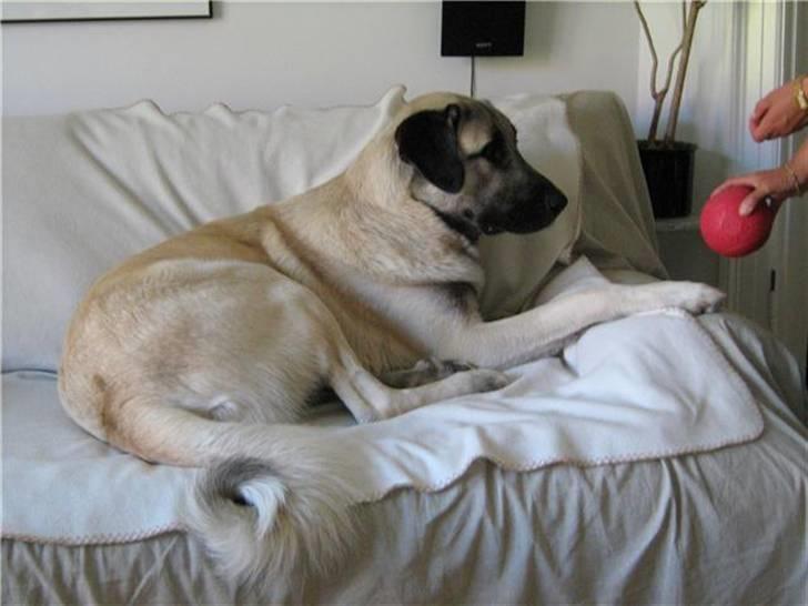 Kangal Tyson billede 5