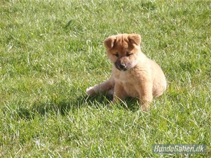 Shiba Niiki billede 17