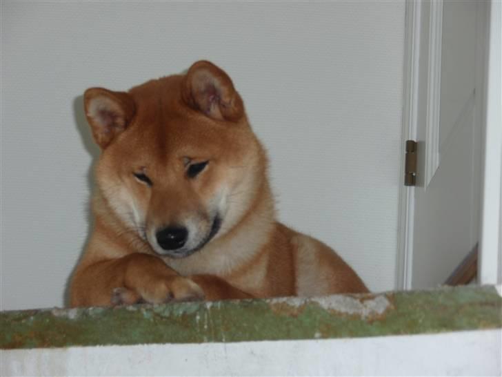 Shiba Niiki billede 18