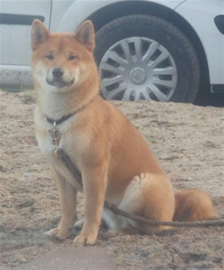 Shiba Niiki billede 19