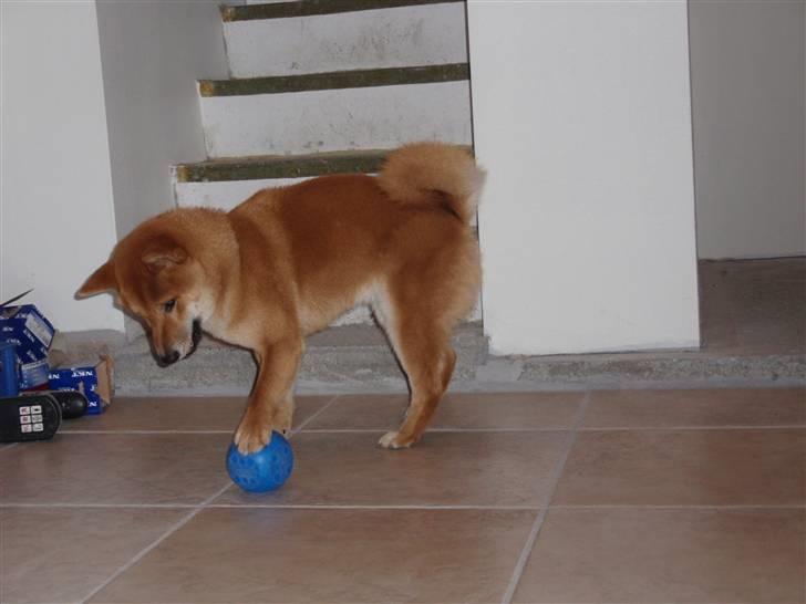 Shiba Niiki billede 20