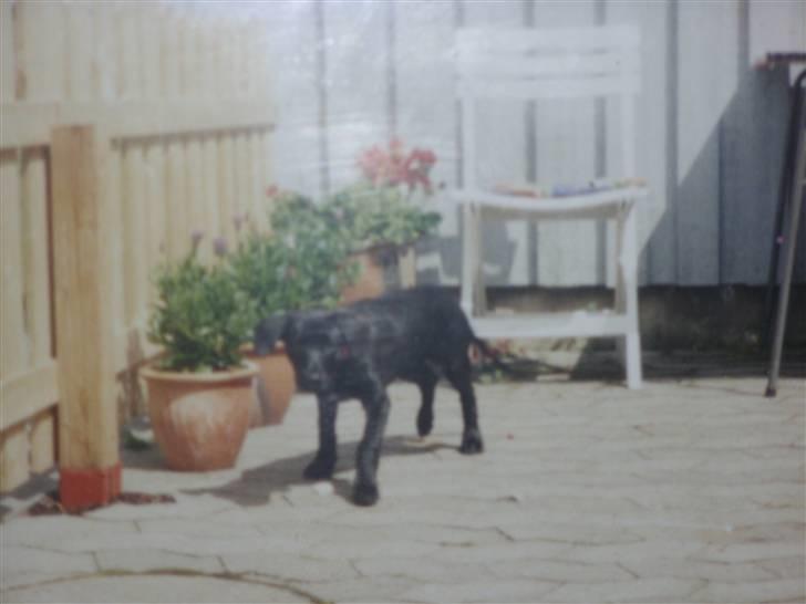 Blanding af racer Rollo - Rollo som hvalp. billede 11