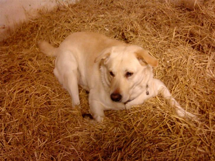 Labrador retriever Tusse billede 18