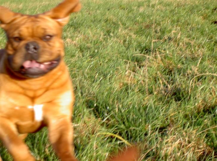 Dogue de bordeaux samia (Himmelhund) billede 4