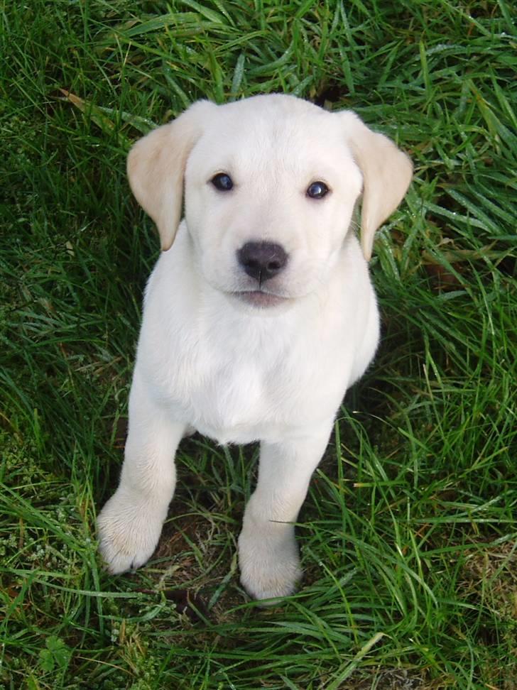 Labrador retriever Sia billede 1