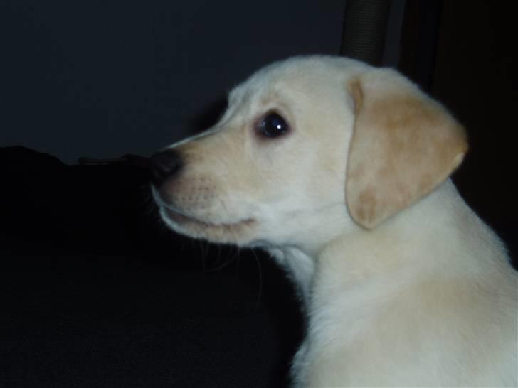 Labrador retriever Sia billede 2