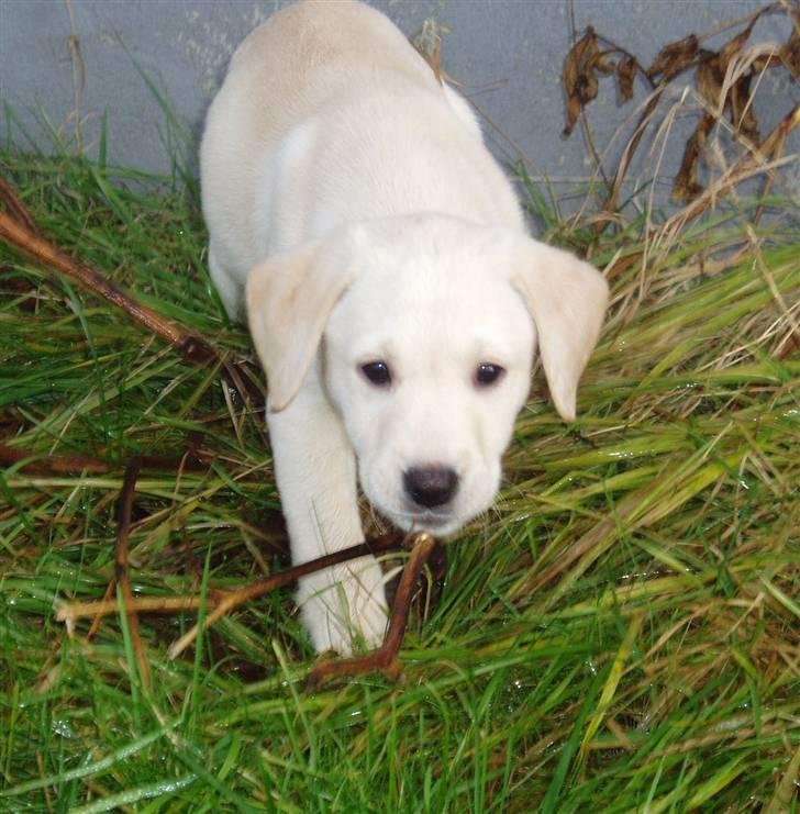 Labrador retriever Sia billede 3