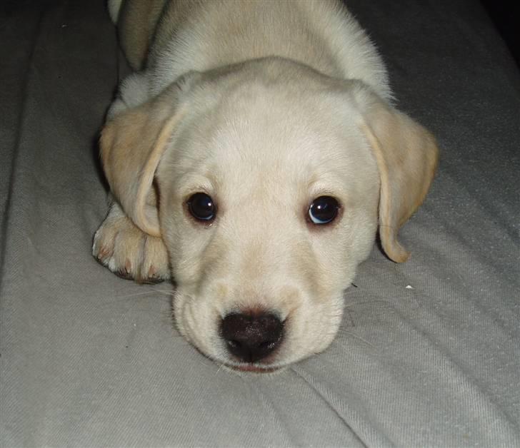 Labrador retriever Sia billede 4