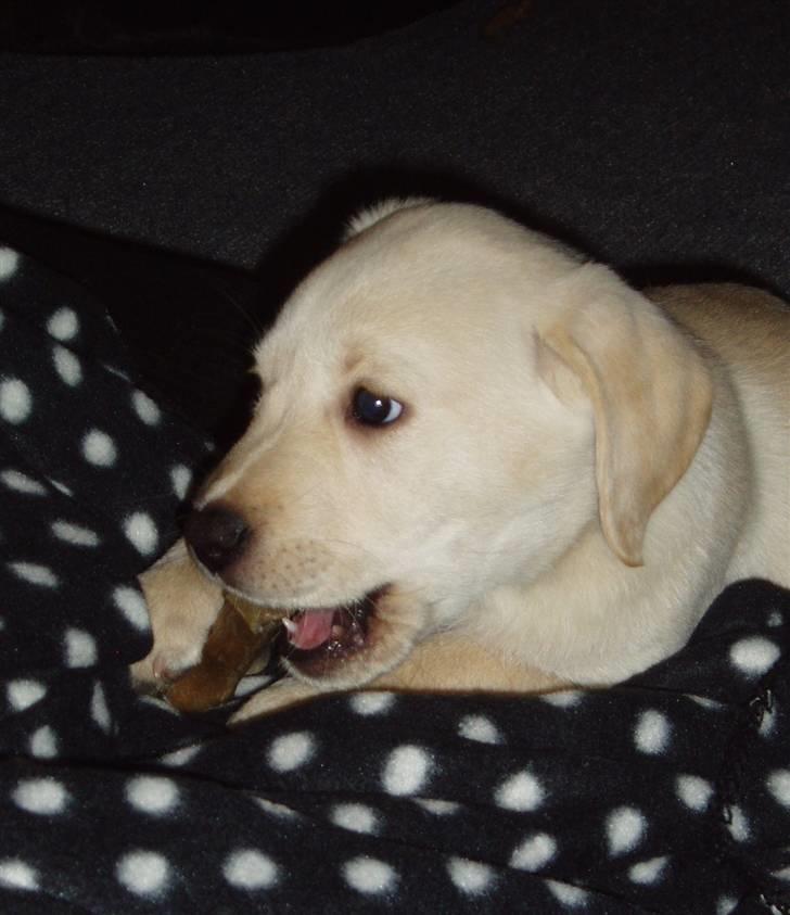 Labrador retriever Sia billede 5