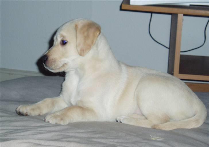 Labrador retriever Sia billede 6