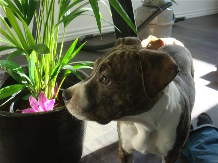 Amerikansk staffordshire terrier Junior billede 1