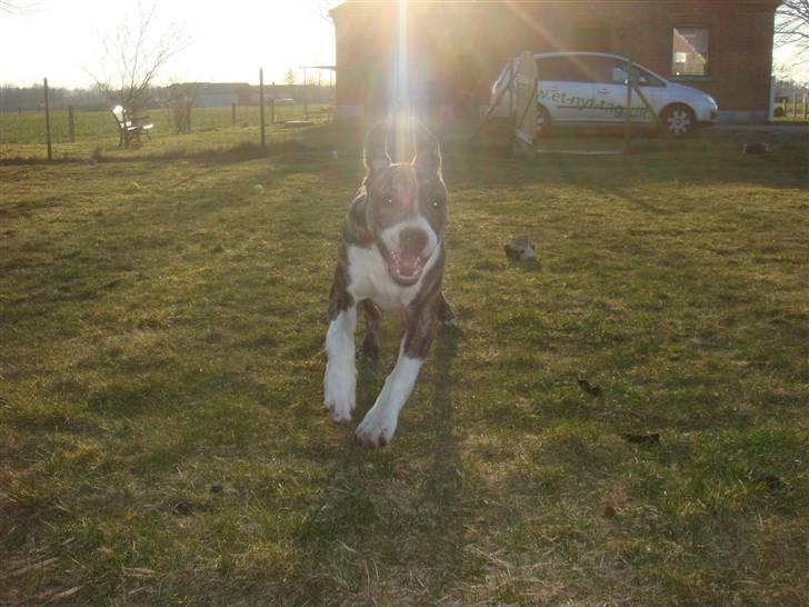 Amerikansk staffordshire terrier Junior billede 2