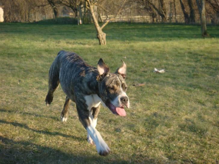 Amerikansk staffordshire terrier Junior billede 3