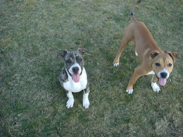 Amerikansk staffordshire terrier Junior billede 4