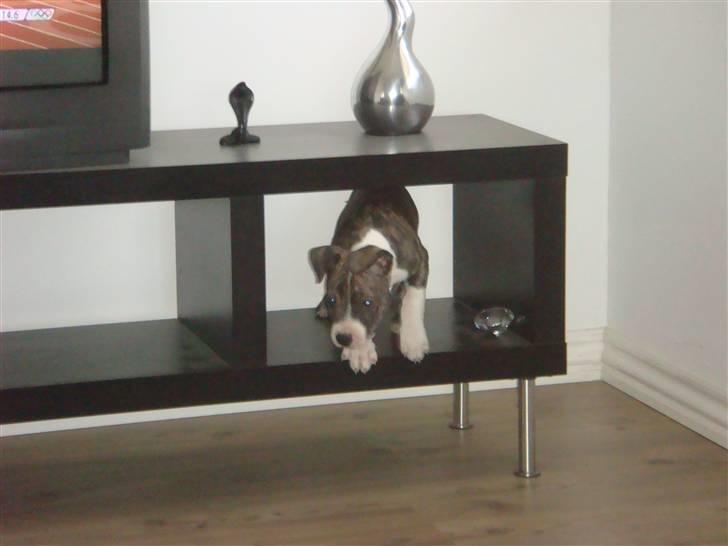 Amerikansk staffordshire terrier Junior billede 5