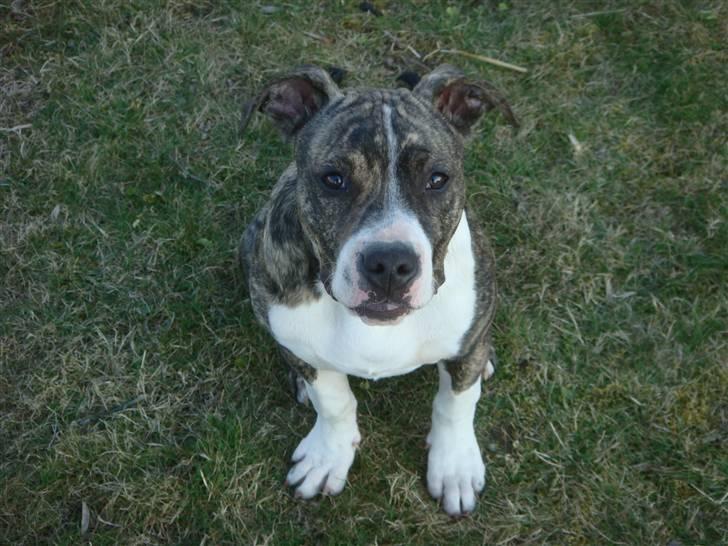 Amerikansk staffordshire terrier Junior billede 6