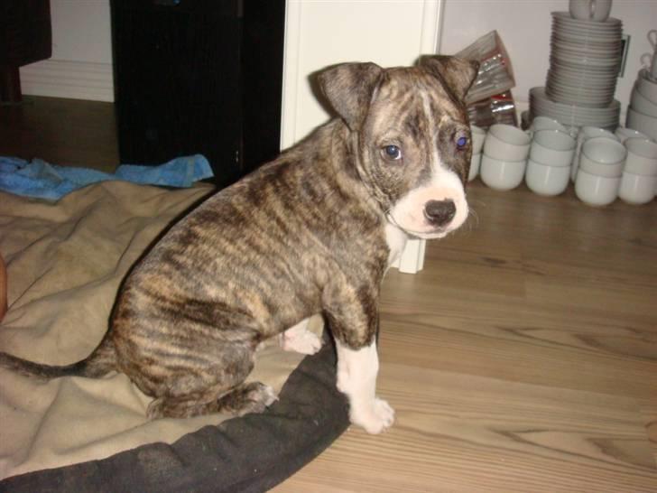 Amerikansk staffordshire terrier Junior billede 7