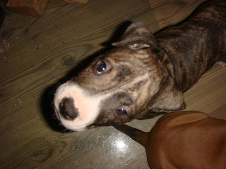 Amerikansk staffordshire terrier Junior billede 8