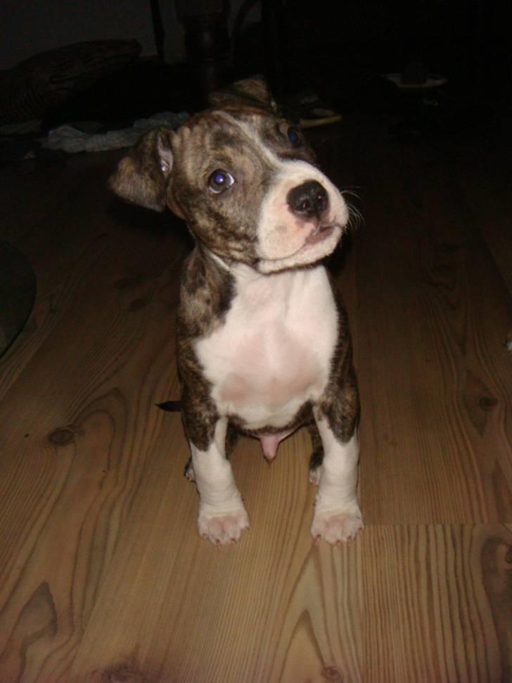 Amerikansk staffordshire terrier Junior billede 9
