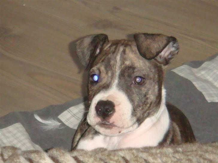 Amerikansk staffordshire terrier Junior billede 10