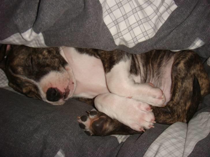 Amerikansk staffordshire terrier Junior billede 11