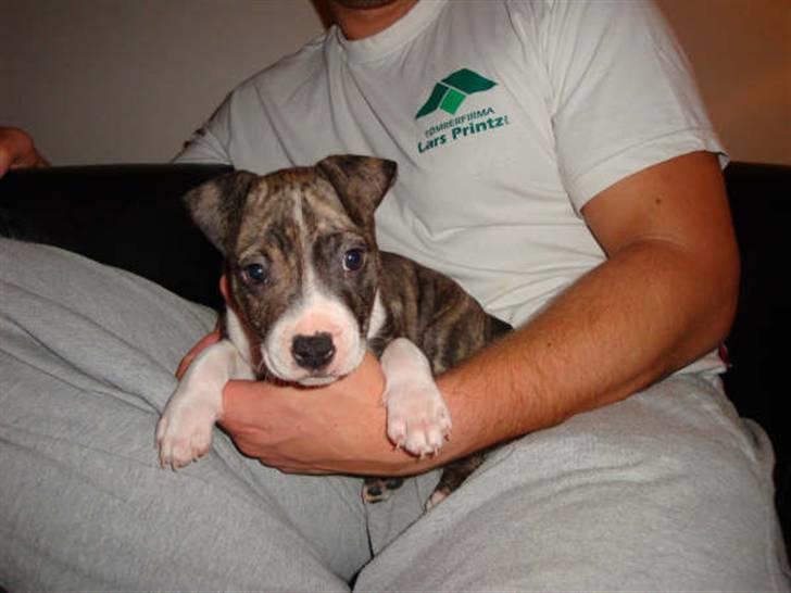 Amerikansk staffordshire terrier Junior billede 12