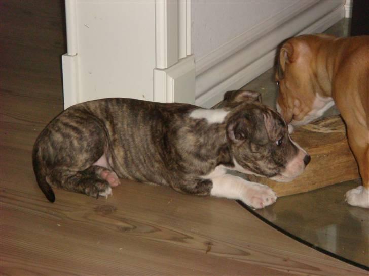 Amerikansk staffordshire terrier Junior billede 13