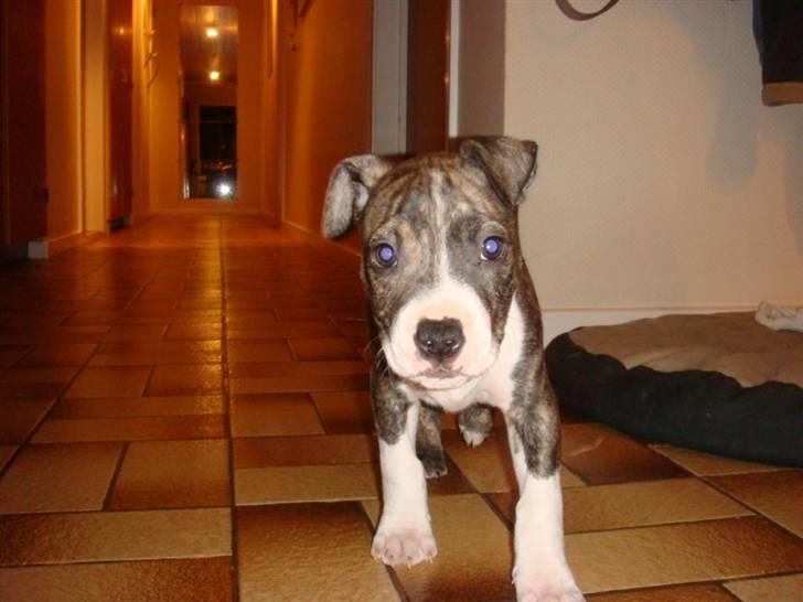 Amerikansk staffordshire terrier Junior billede 14