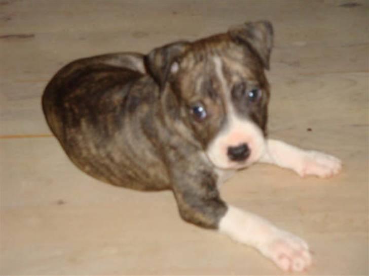 Amerikansk staffordshire terrier Junior billede 15