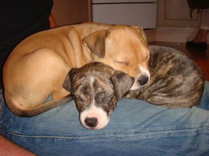 Amerikansk staffordshire terrier Junior billede 16