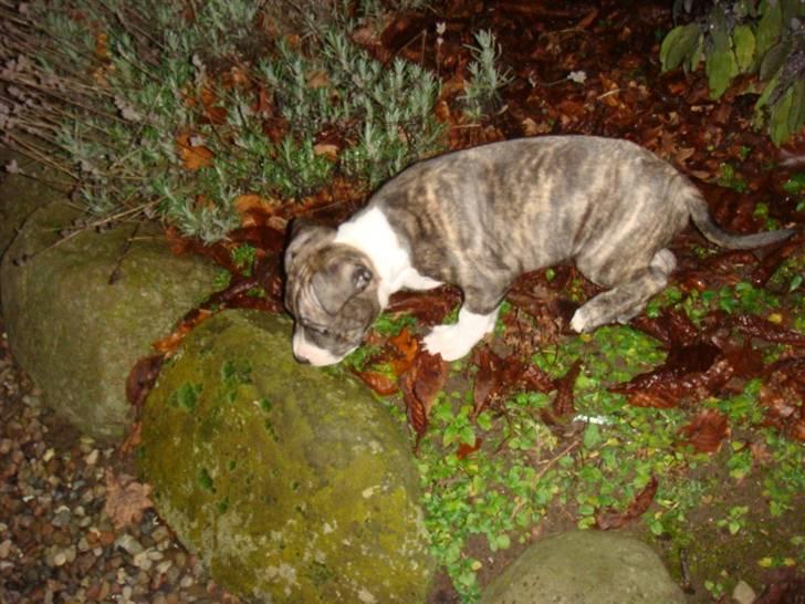 Amerikansk staffordshire terrier Junior billede 17