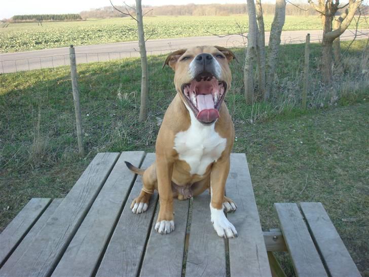 Amerikansk staffordshire terrier Evander billede 1