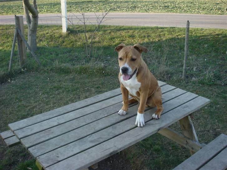 Amerikansk staffordshire terrier Evander billede 2