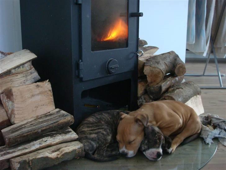 Amerikansk staffordshire terrier Evander billede 3