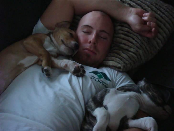 Amerikansk staffordshire terrier Evander billede 4