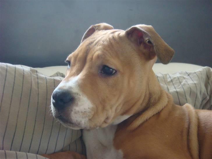 Amerikansk staffordshire terrier Evander billede 5