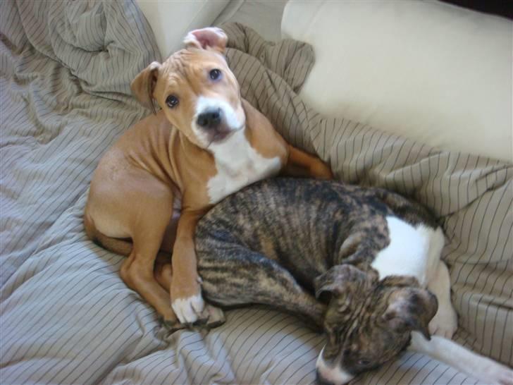 Amerikansk staffordshire terrier Evander billede 6