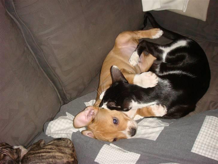 Amerikansk staffordshire terrier Evander billede 7