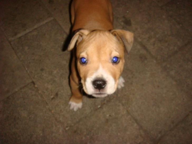 Amerikansk staffordshire terrier Evander billede 8