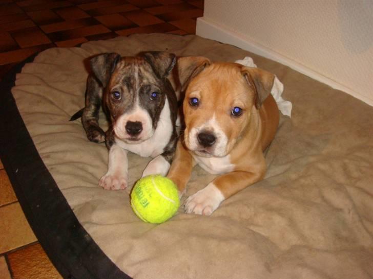 Amerikansk staffordshire terrier Evander billede 9