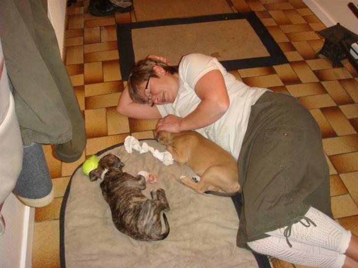 Amerikansk staffordshire terrier Evander billede 10