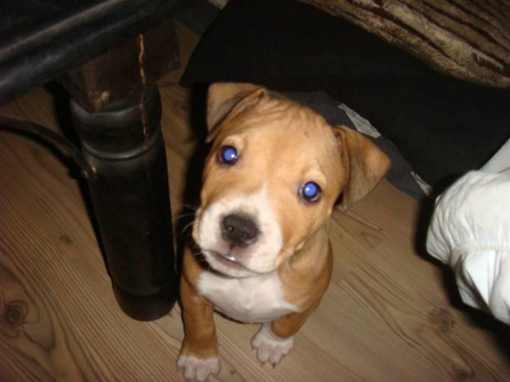 Amerikansk staffordshire terrier Evander billede 11