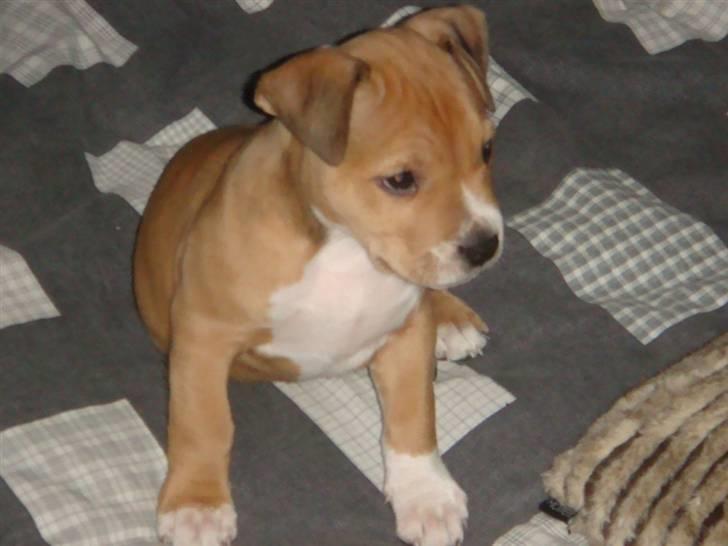 Amerikansk staffordshire terrier Evander billede 12