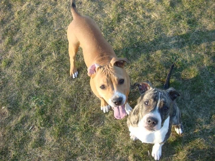 Amerikansk staffordshire terrier Evander billede 13