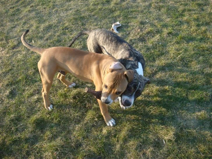 Amerikansk staffordshire terrier Evander billede 14