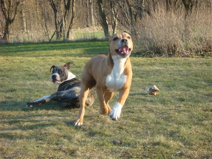 Amerikansk staffordshire terrier Evander billede 15